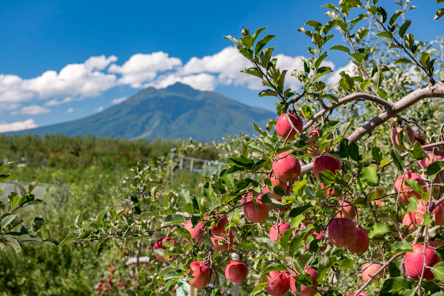 A Taste of Aomori: From Comfort Foods to Adventurous Bites