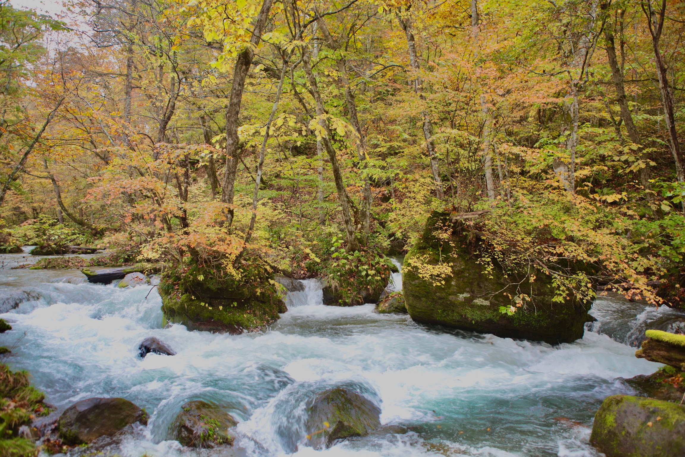 Exploring Oirase Gorge: Aomori’s Most Scenic Stream Walk